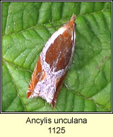 Ancylis unculana