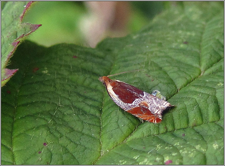 Ancylis unculana