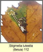 Stigmella luteella