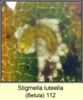 Stigmella luteella