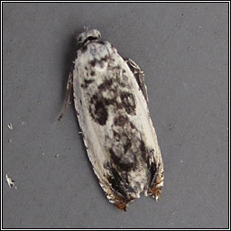 Epinotia subocellana