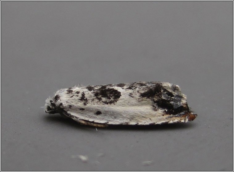 Epinotia subocellana