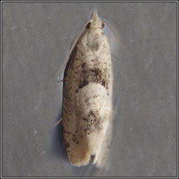 Epinotia bilunana