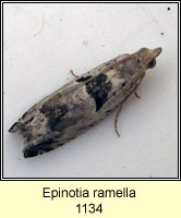 Epinotia ramella