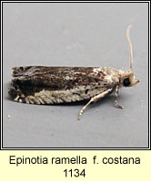 Epinotia ramella f costana