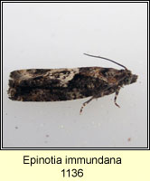 Epinotia immundana