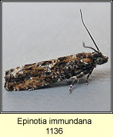 Epinotia immundana