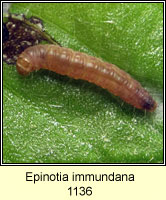 Epinotia immundana