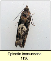 Epinotia immundana