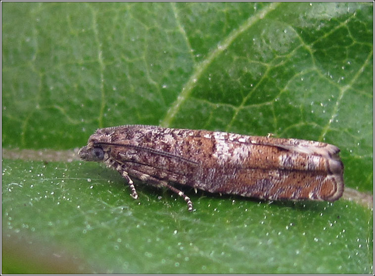 Epinotia tetraquetrana