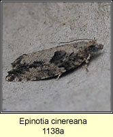 Epinotia cinereana