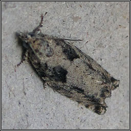 Epinotia cinereana