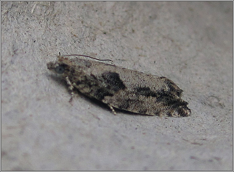 Epinotia cinereana