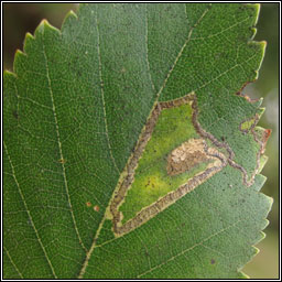 Stigmella sakhalinella