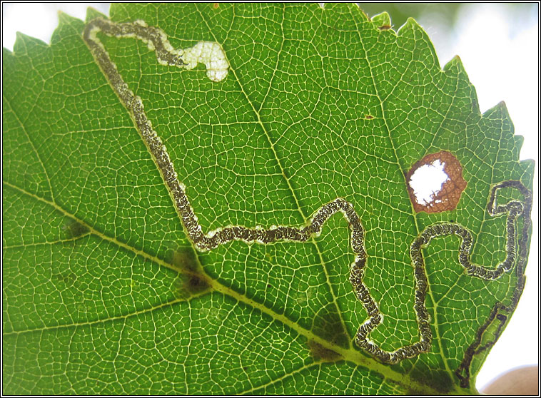 Stigmella sakhalinella