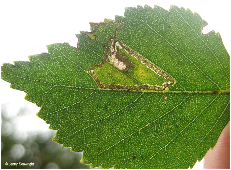 Stigmella sakhalinella