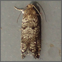 Epinotia nanana