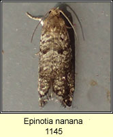 Epinotia nanana