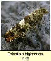 Epinotia rubiginosana