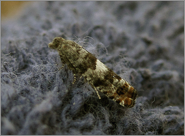 Epinotia rubiginosana