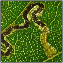 Stigmella alnetella/glutinosae