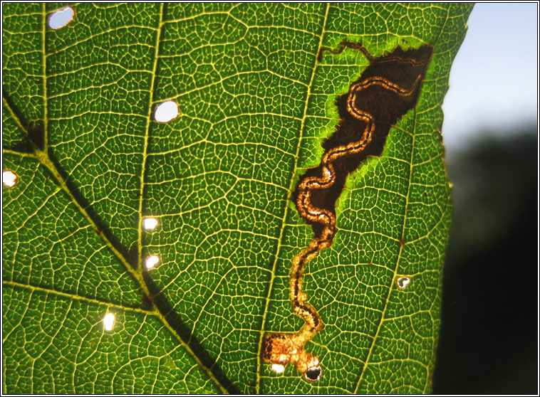 Stigmella alnetella/glutinosae