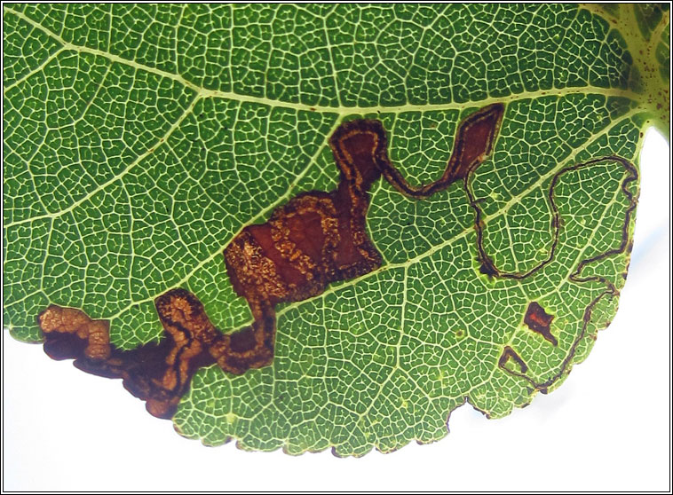 Stigmella alnetella/glutinosae