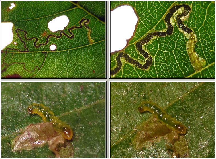 Stigmella alnetella/glutinosae