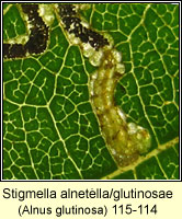 Stigmella alnetella/glutinosae