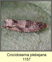 Crocidosema plebejana