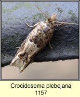 Crocidosema plebejana