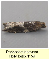 Rhopobota naevana, Holly Tortrix