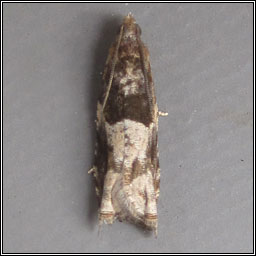 Rhopobota naevana, Holly Tortrix