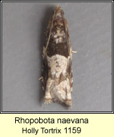 Rhopobota naevana, Holly Tortrix