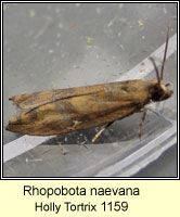 Rhopobota naevana, Holly Tortrix