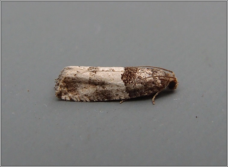 Gypsonoma aceriana