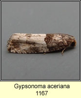 Gypsonoma aceriana