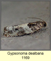 Gypsonoma dealbana