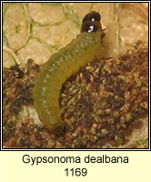 Gypsonoma dealbana