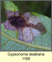 Gypsonoma dealbana