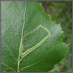 Stigmella lapponica