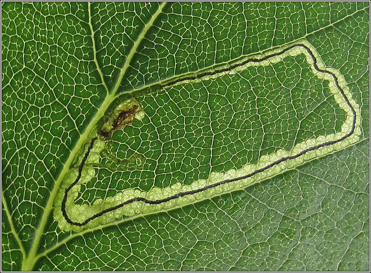 Stigmella lapponica