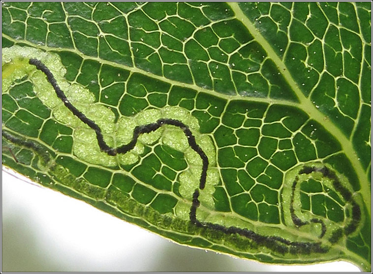 Stigmella lapponica