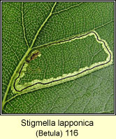 Stigmella lapponica