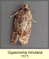 Gypsonoma minutana