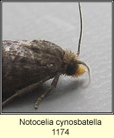 Notocelia cynosbatella