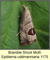 Bramble Shoot Moth, Epiblema uddmanniana