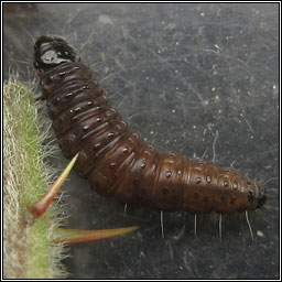 Bramble Shoot Moth, Epiblema uddmanniana