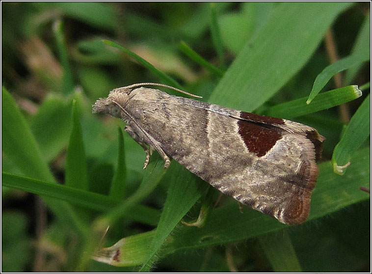 Bramble Shoot Moth, Epiblema uddmanniana