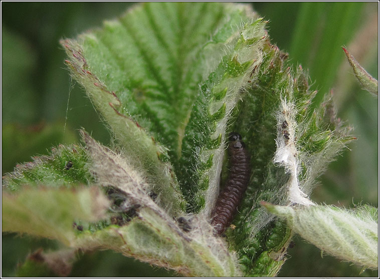 Bramble Shoot Moth, Epiblema uddmanniana